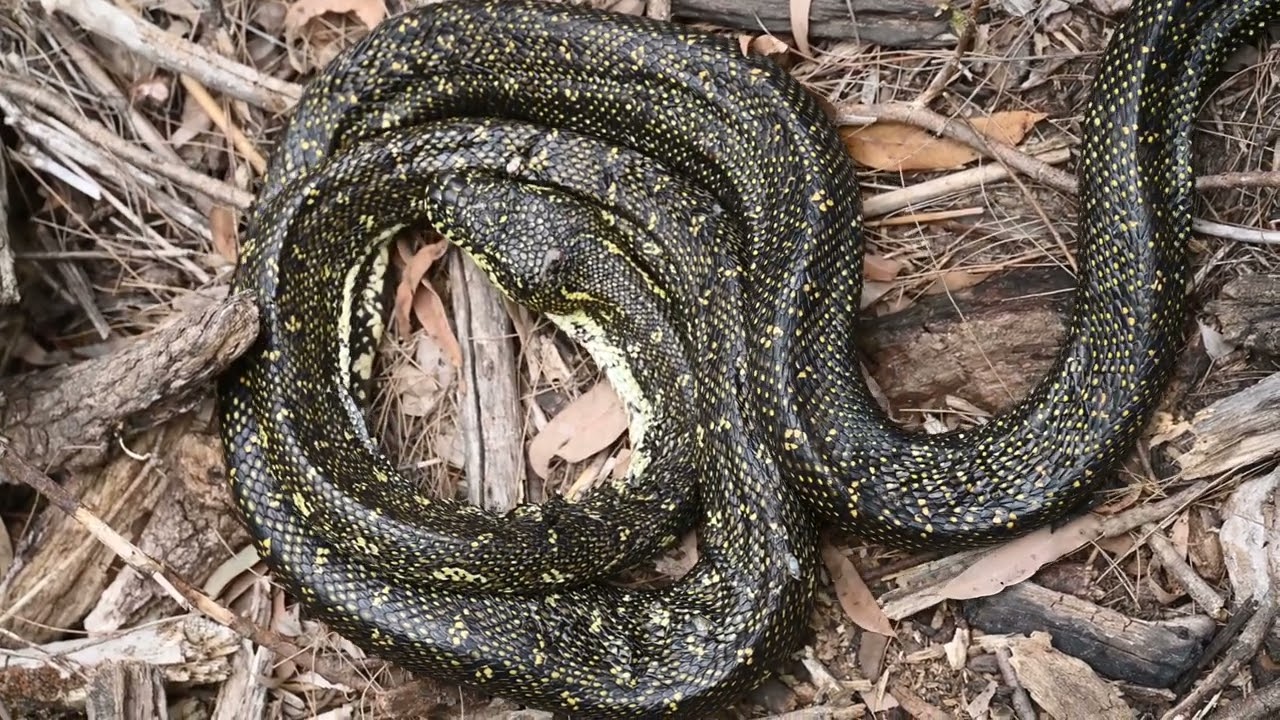Australian Diamond Python | Snake Coiling