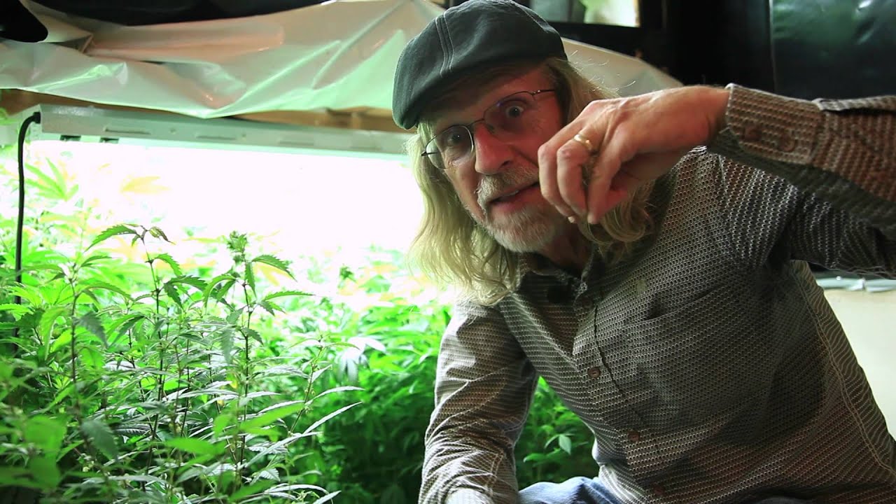 The Male Plant: A Closeup Look with Jorge Cervantes