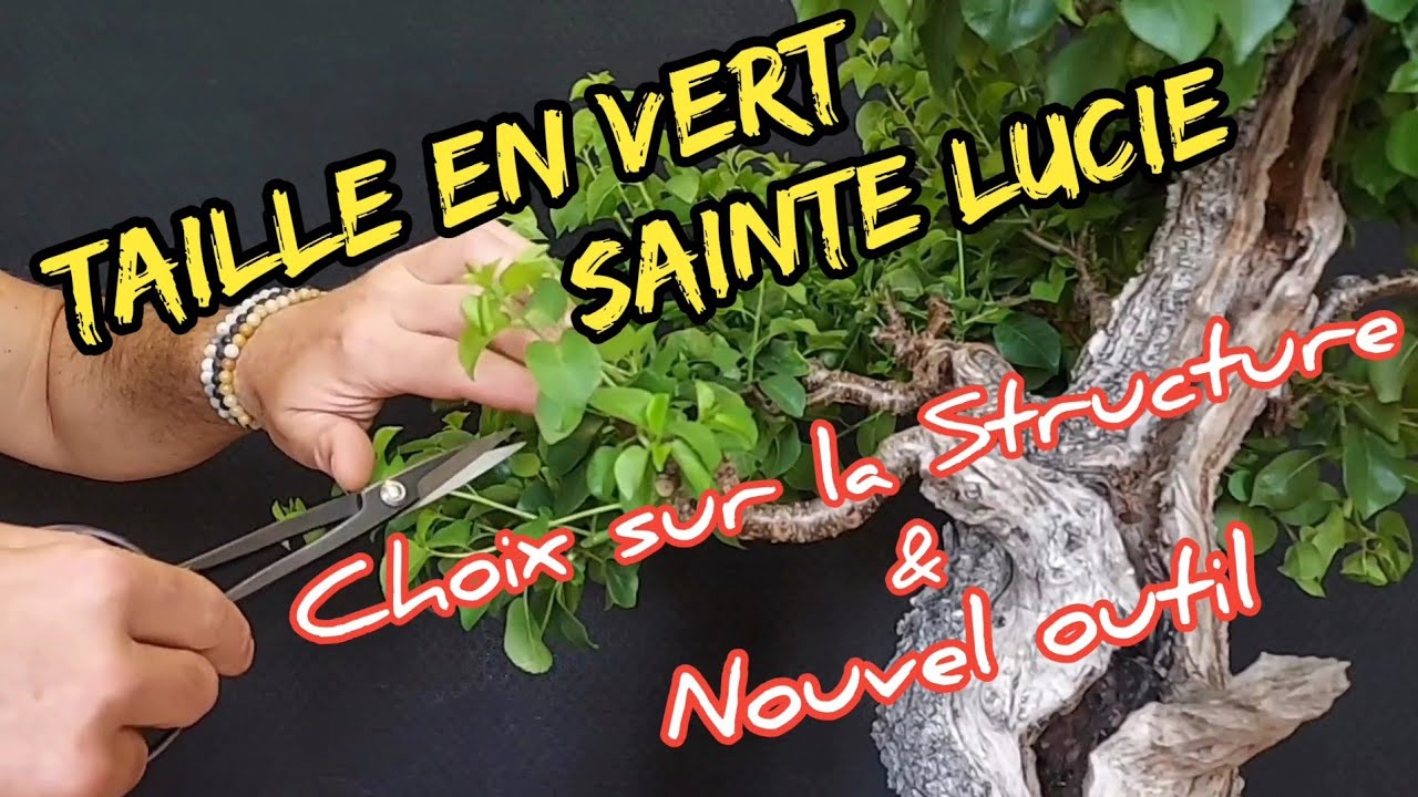 TAILLE en VERT BONSAI PRUNUS MAHALEB (YAMADORI CERISIER SAINTE LUCIE) 🌳 Le Foudroyé