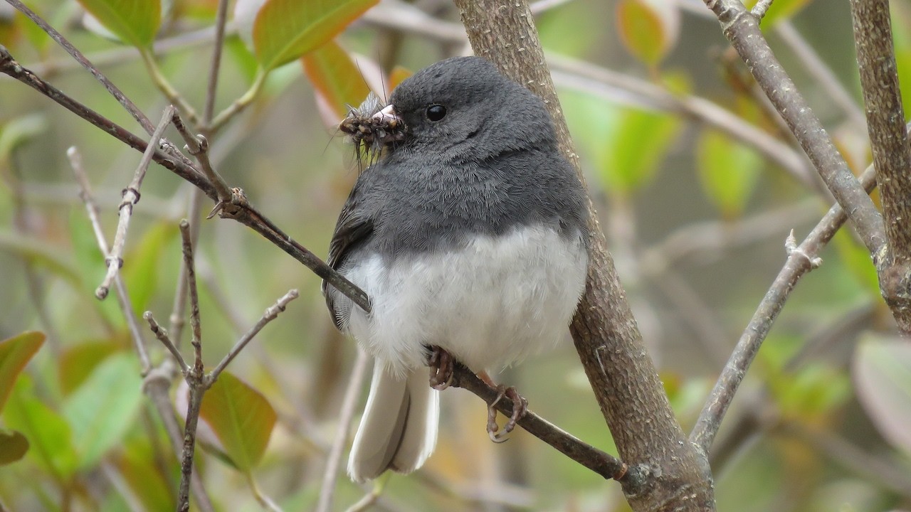 Dark eyed Juncos in the Halifax Backlands