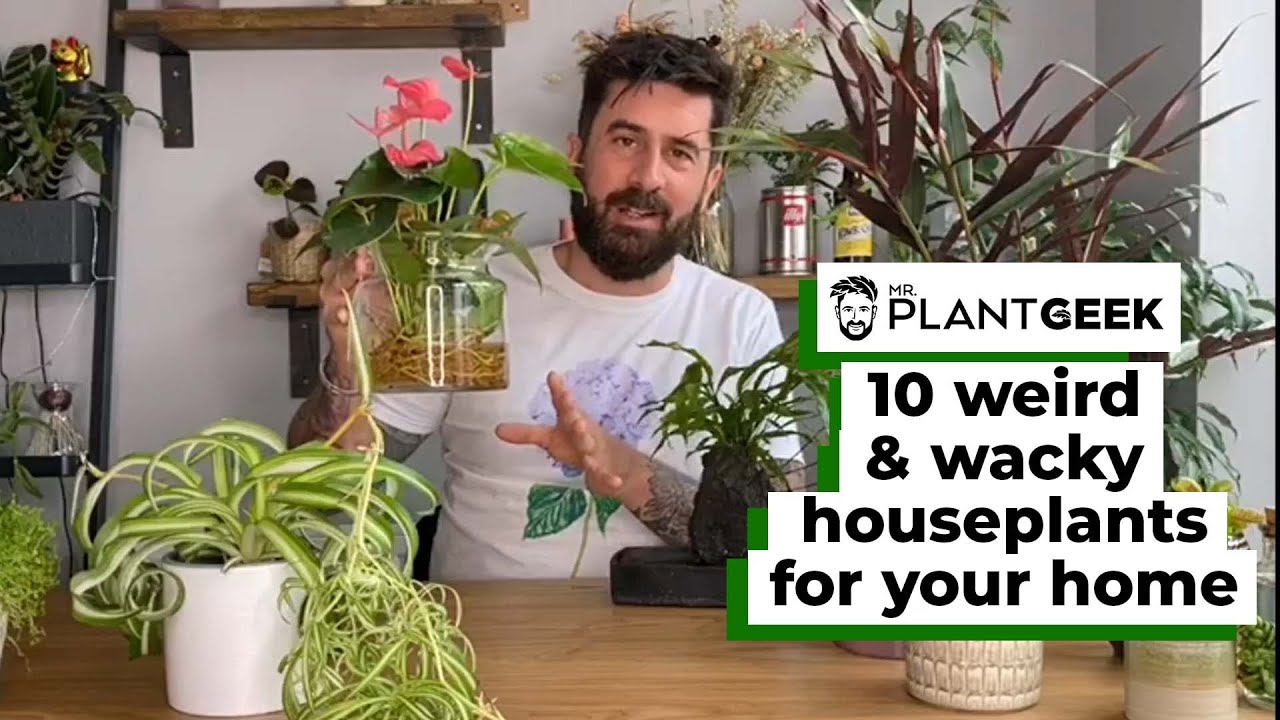 10 Weird & Wacky Houseplants For Your Home