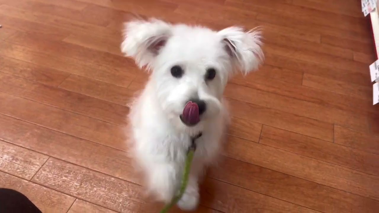 【ハーフ犬】【191846】ペットショップ犬の家＆猫の里　刈谷店　2026.1.15