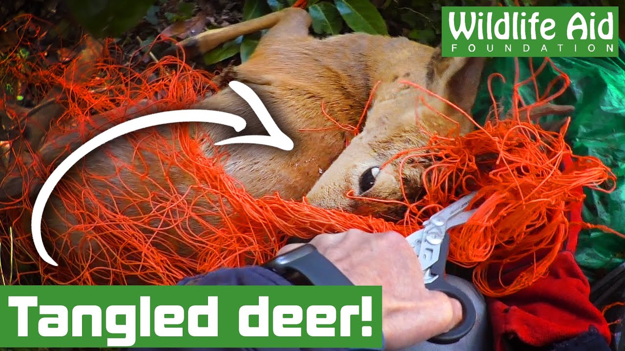 Tangled deer fights with rescuer!