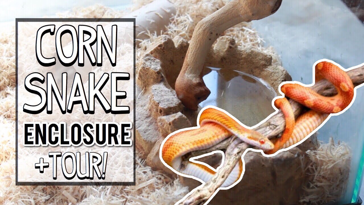CORN SNAKE Enclosure + Tour! | Corn Snake Care