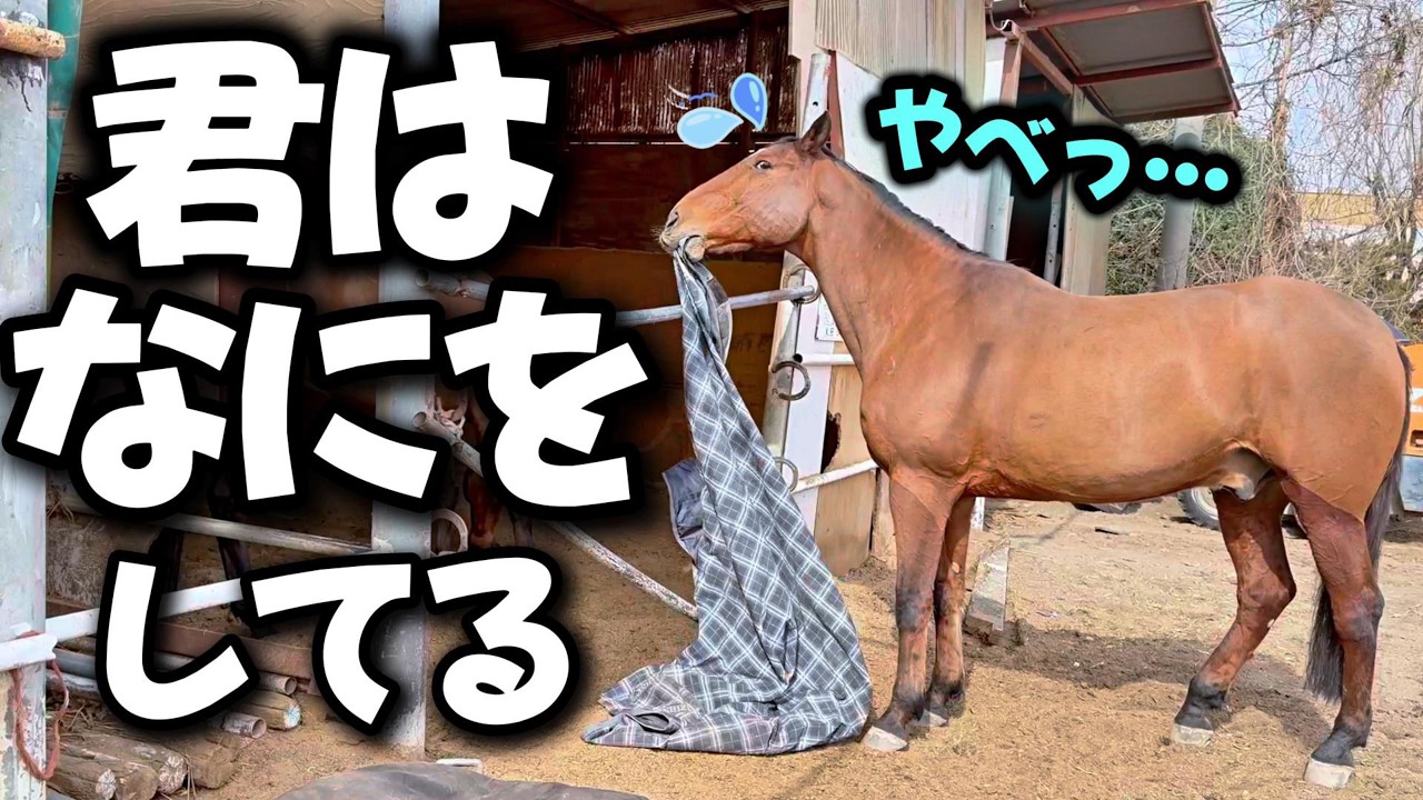 イタズラがバレた馬はこうなります！！放牧場で物音がしたので向かってみたら…大きな馬が干してある馬着を口に咥えた瞬間を目撃していまいました【ツルマルボーイ様のシモベ】