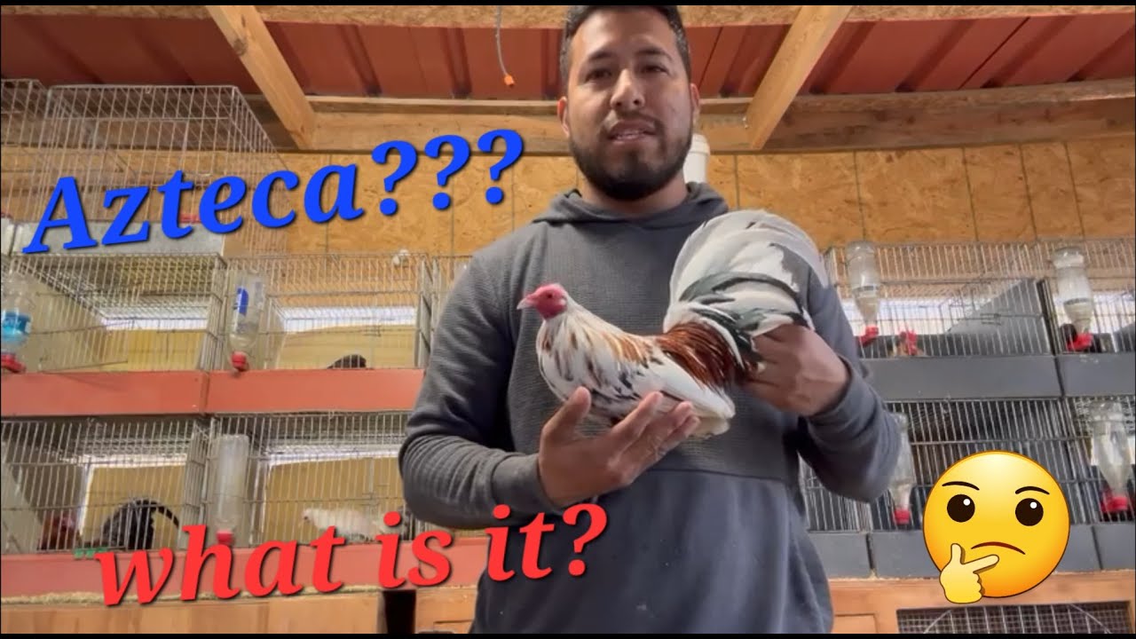 what is a miniature azteca rooster?