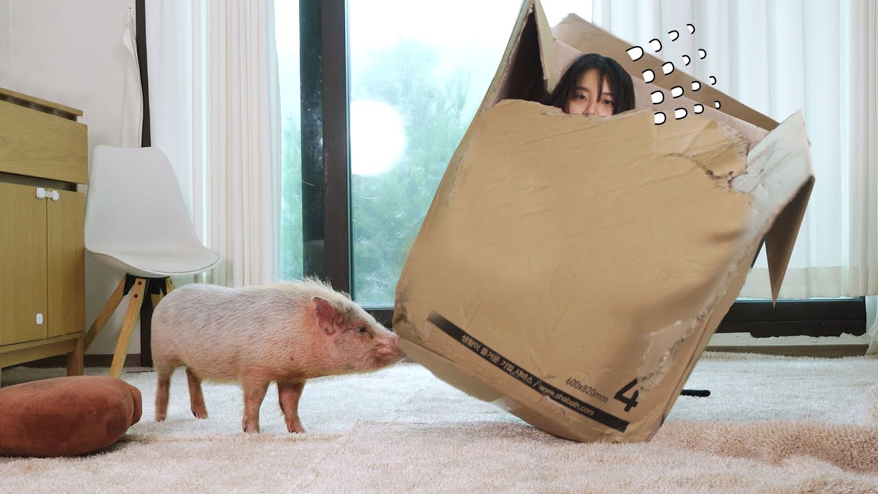 I screatly hid in the box hiding from the pigs