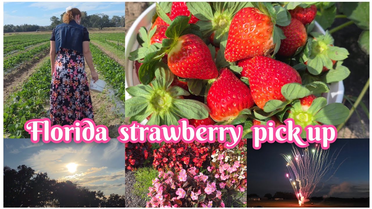 Fun  picking  up strawberry 🍓  at the  farm 🚜  and much more.