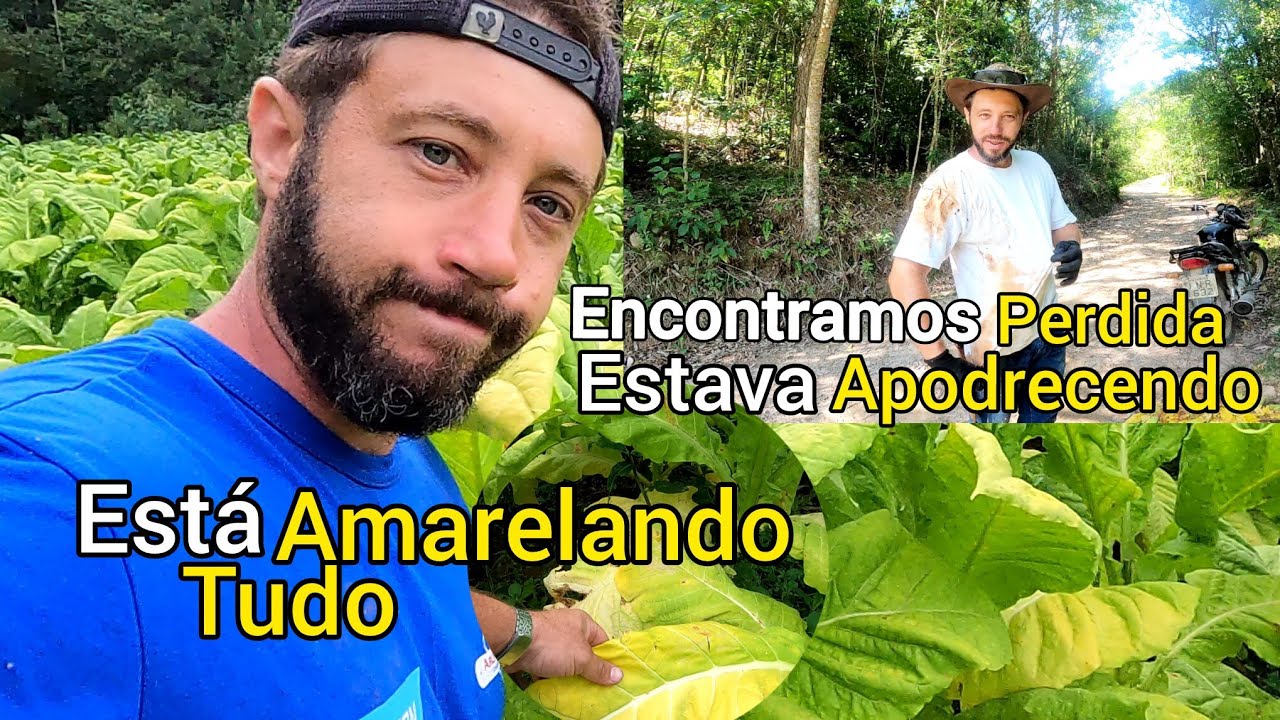 A lavoura está amarelando/encontramos uma bola perdida