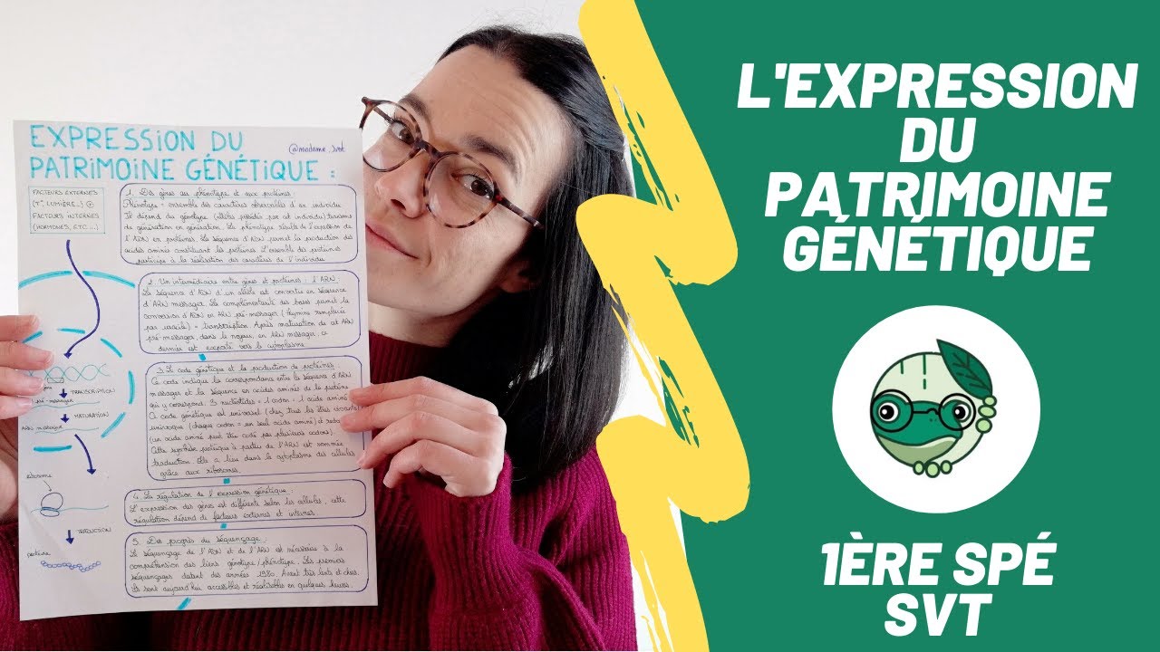 L'expression du patrimoine génétique - 1ère spé SVT - Madame SVT