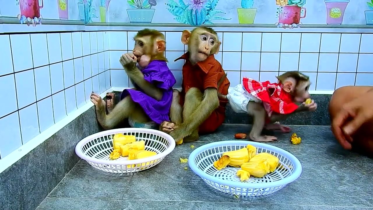 Polee responsible to take basket dad ordered to put jackfruit with sisters.