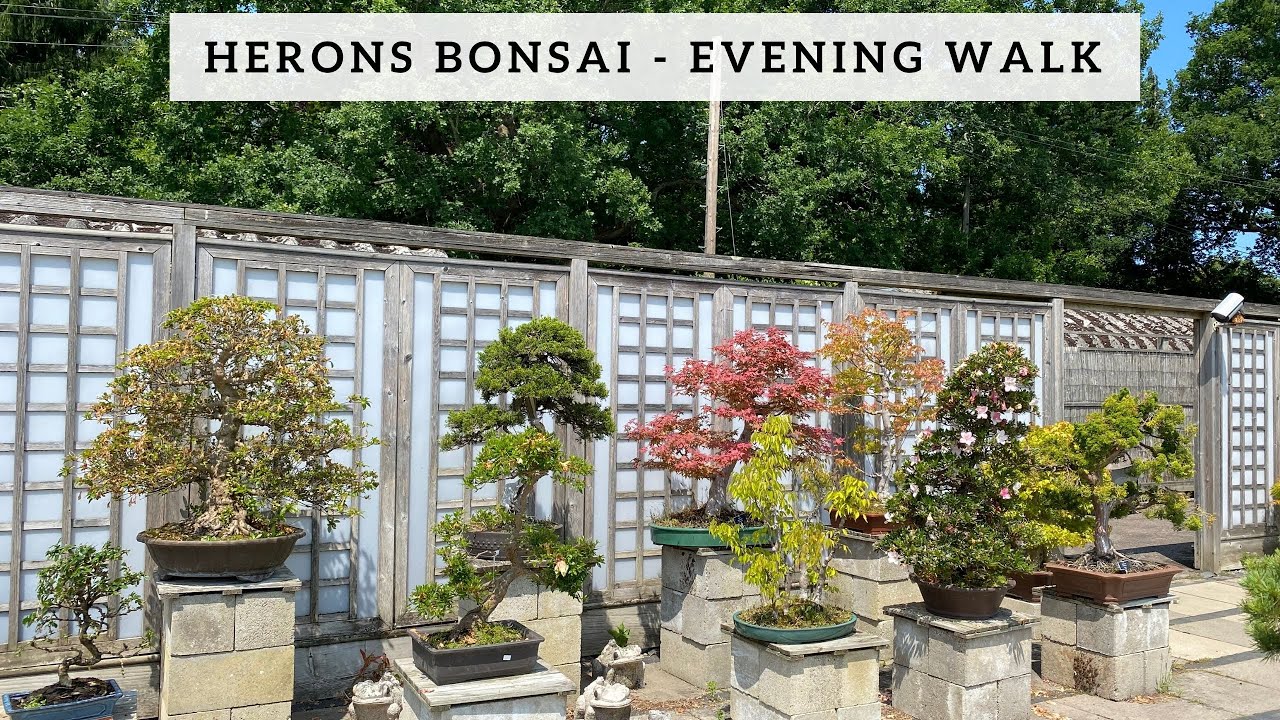 Herons Bonsai   Evening Walk