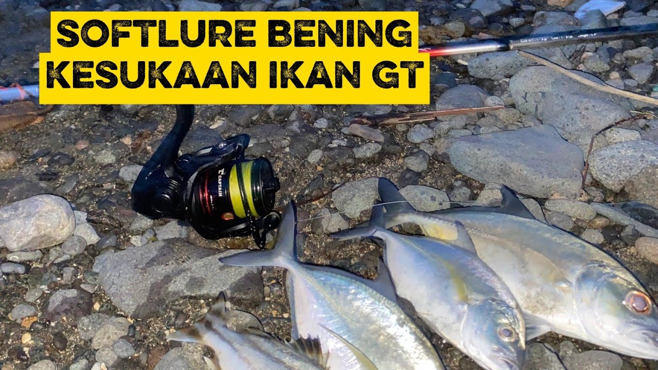 mancing sore pakai pelampung + softlure,,, dapat sambaran GT dan bluefin