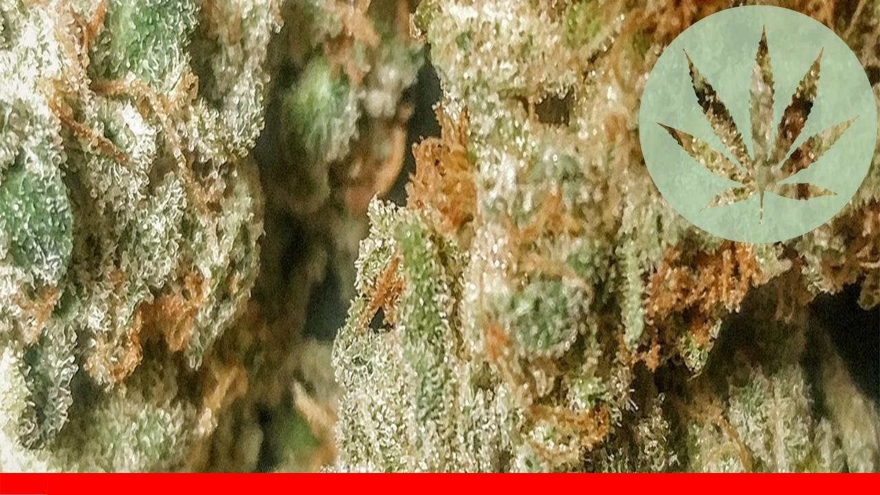 Sour Power - All About This Strain