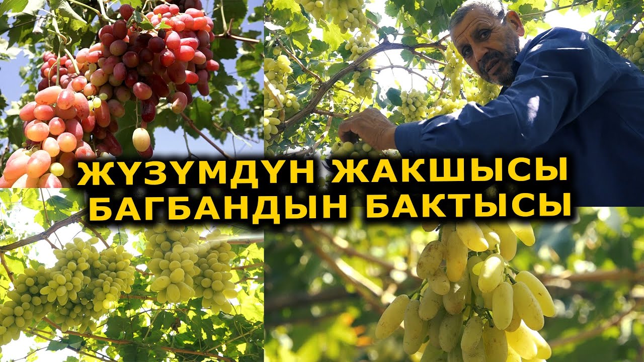 Ээн ТАЛААНЫ бакка айланткан БАГБАН || ЖҮЗҮМ өстүрүү СЫРЛАРЫ