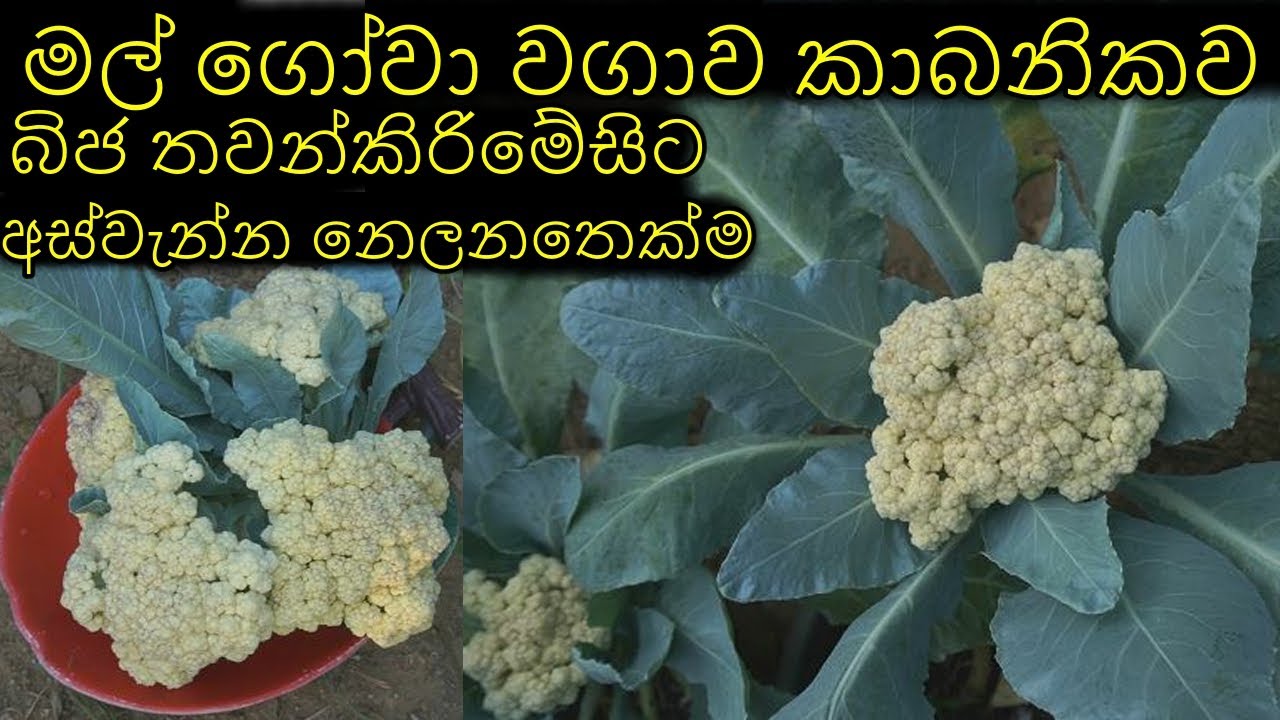 මල්ගොවා වගාව බිජසිටවිමේ සිට අස්වැන්න නෙලිමදක්වා Cauliflower cultivation from seeding to harvesting