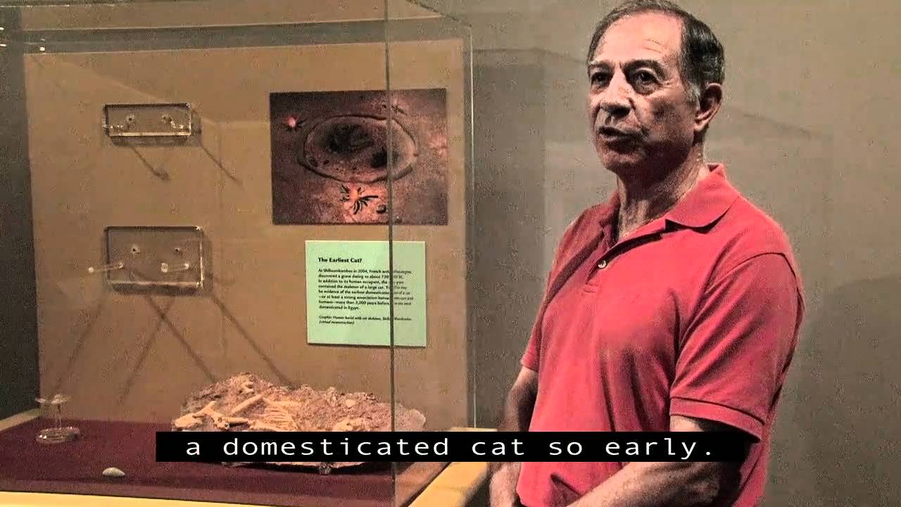 Cyprus Exhibit - First Domesticated Cat