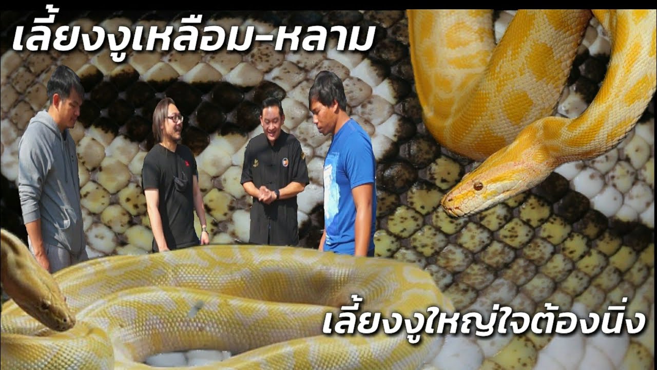 เลี้ยงงูเหลือม-หลาม ต้องเตรียมตัวยังไงบ้าง