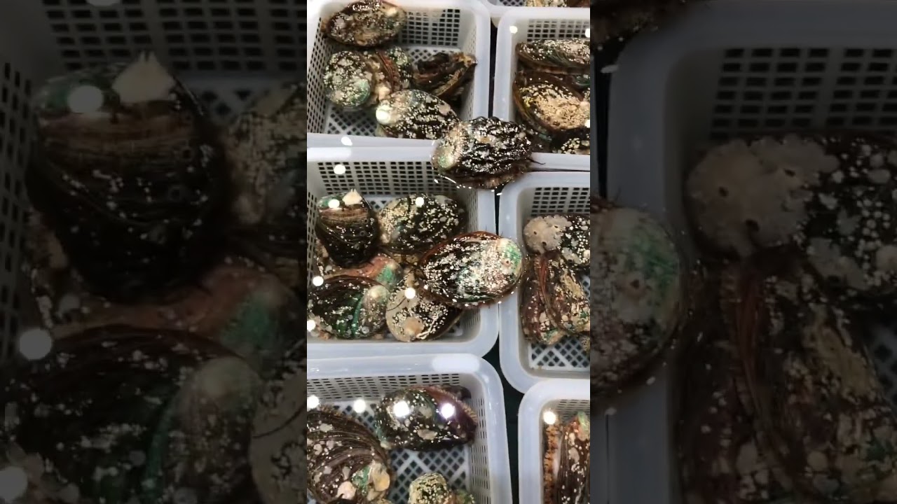 Fresh Abalone  #abalone #seafoods #fresh #short #hongkong #butterflyunlimited