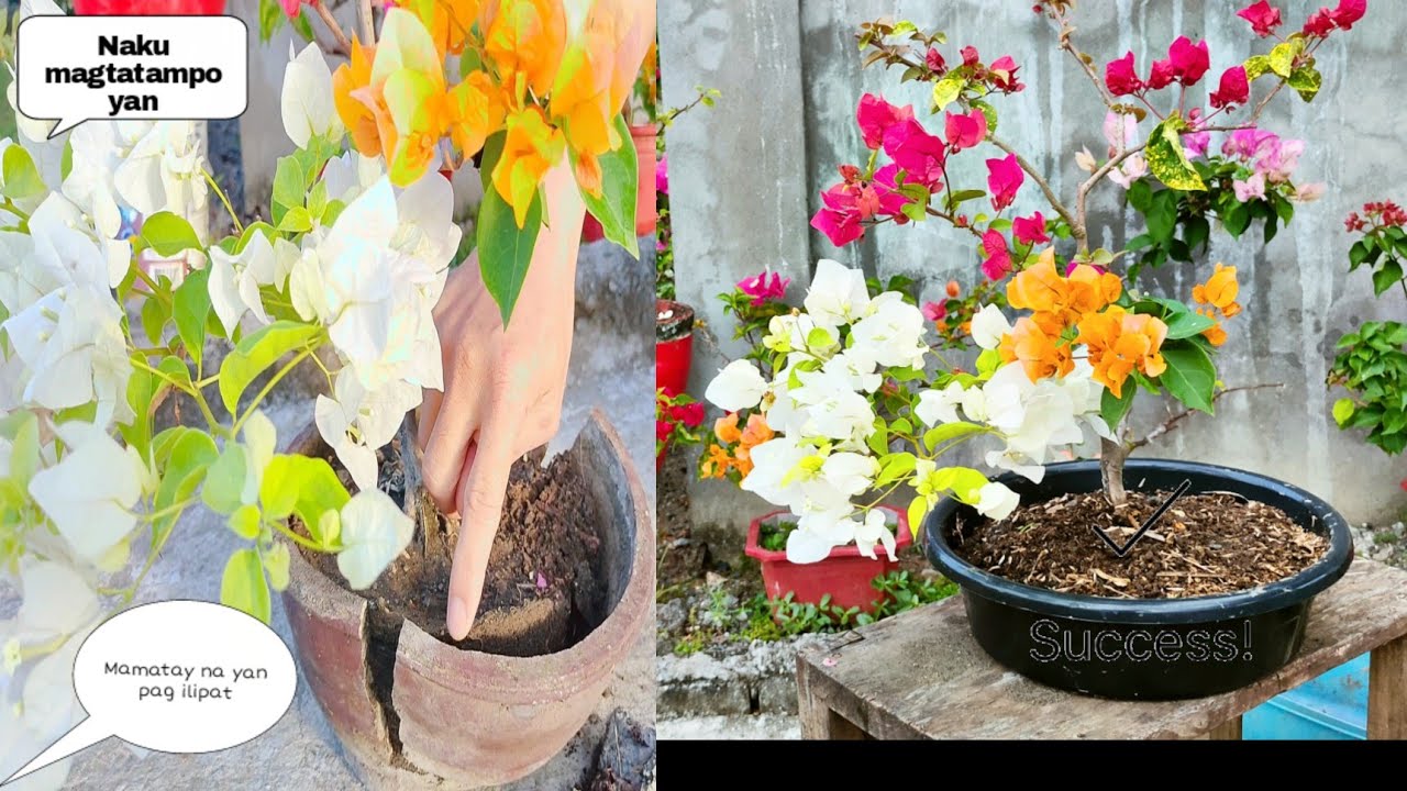 Panoorin mo ito bago ka mag emergency repotting! (Multi colored small bougies repotting hacks)