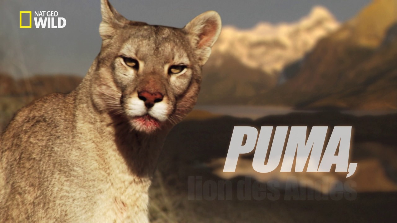 Puma - Survivre est un d&eacute;fi