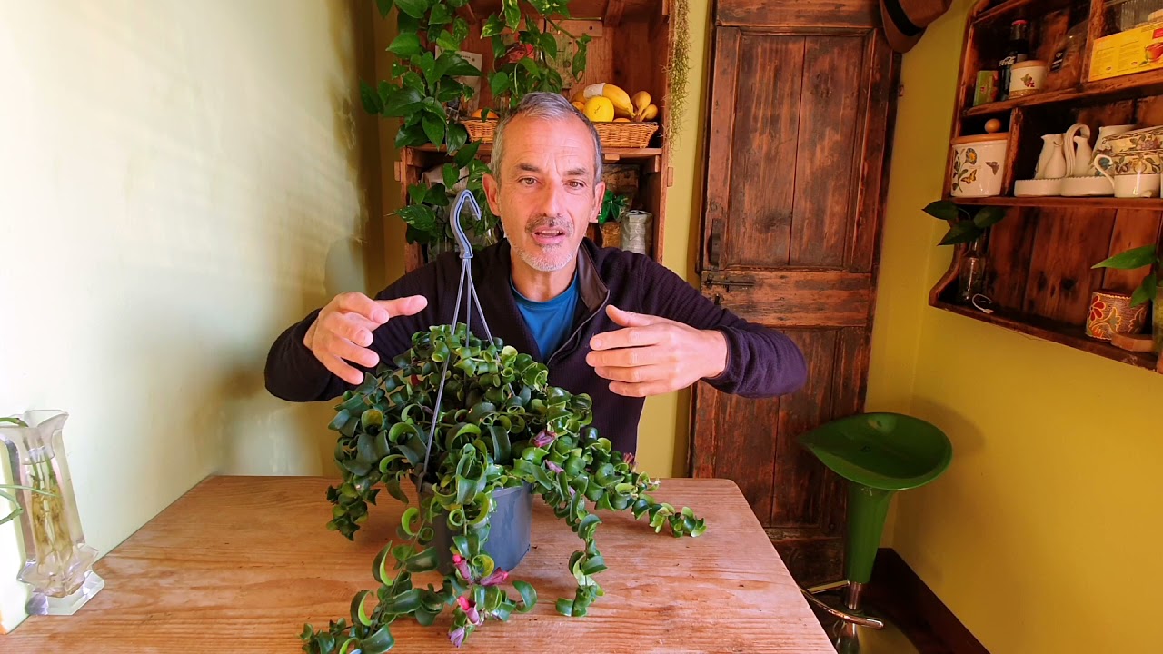Aeschynanthus  la pianta rossetto, tutto su come curarla