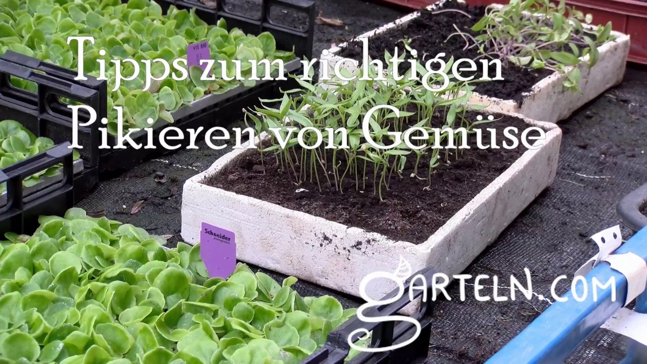 Pikieren von Gemüse - Tipps vom Gärtner