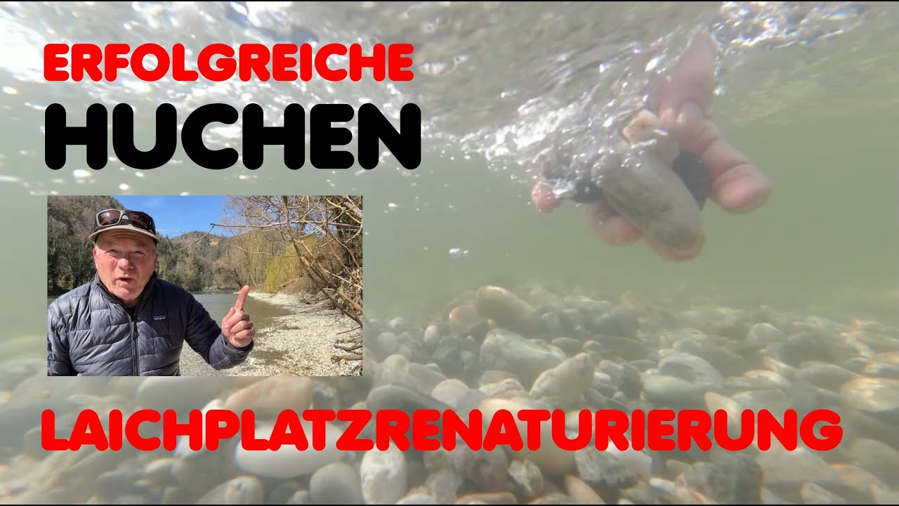 Erfolgreiche Huchen Laichplatzrenaturierung