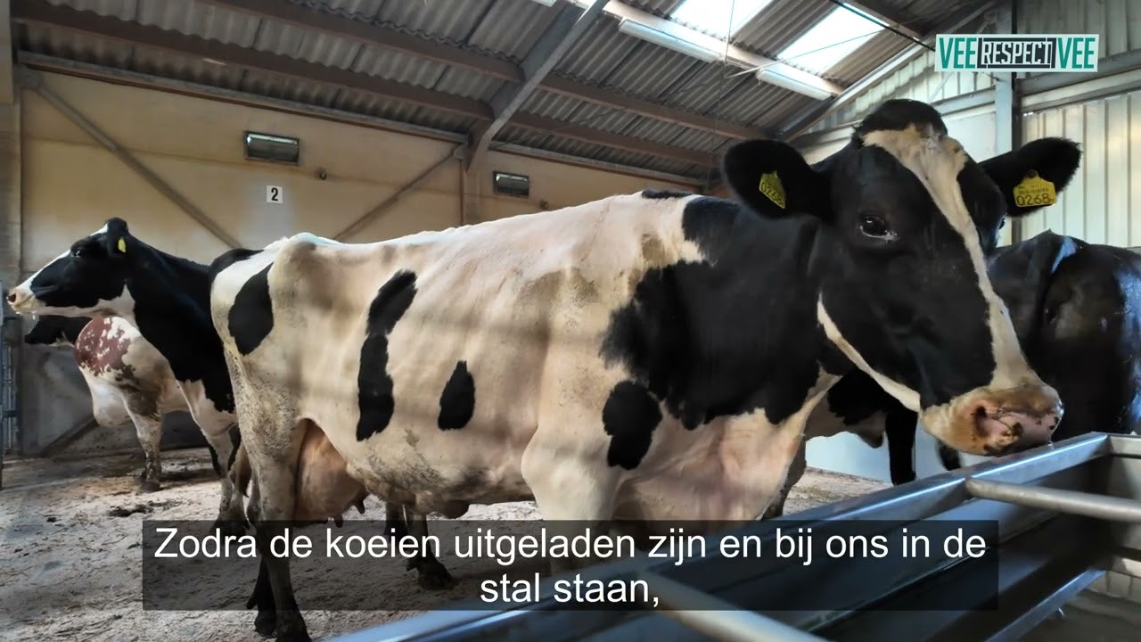Koeien verzamelen bij Groot Zevert Livestock BV