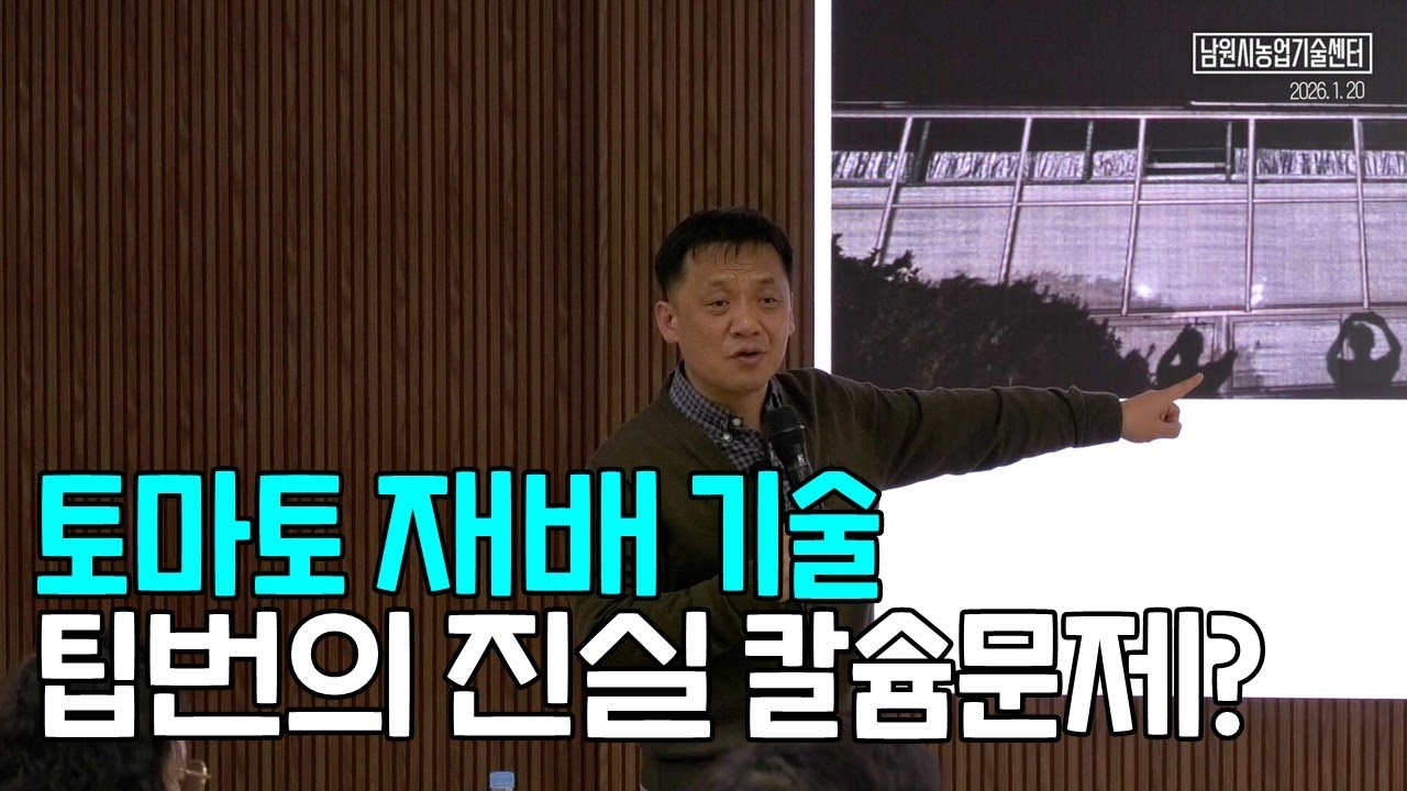 토마토 재배기술 팁번의 진실 칼슘문제일까?