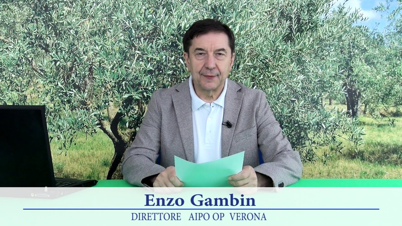 Periodico olivo 14 luglio 2023
