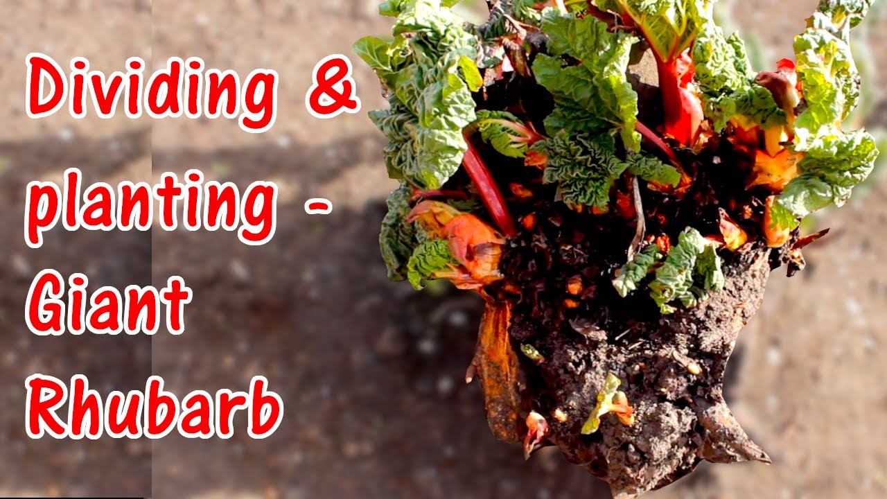 How to Divide and Plant Rhubarb | Replanting Crowns