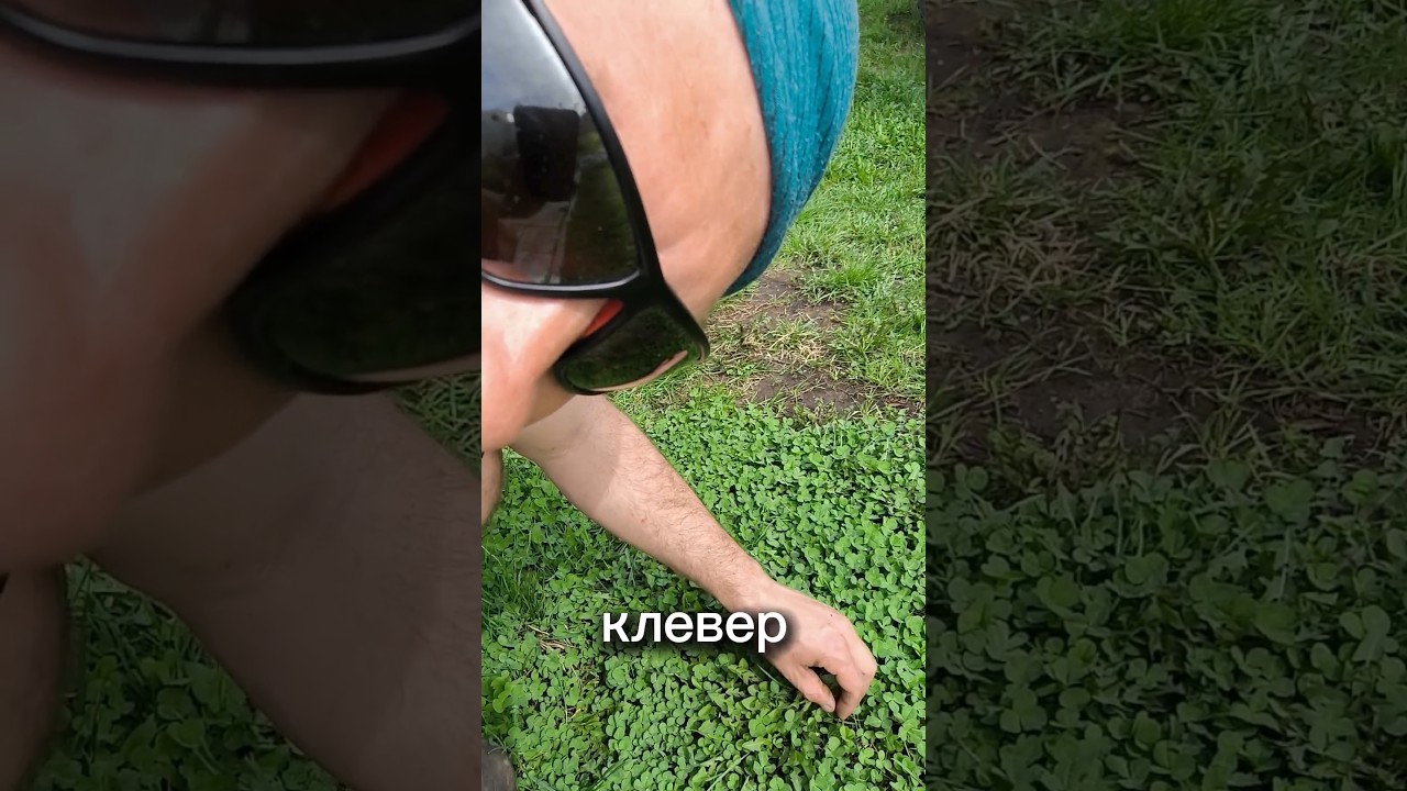 ищем клевер четырёхлистник #handmade #своимируками #сделайсам