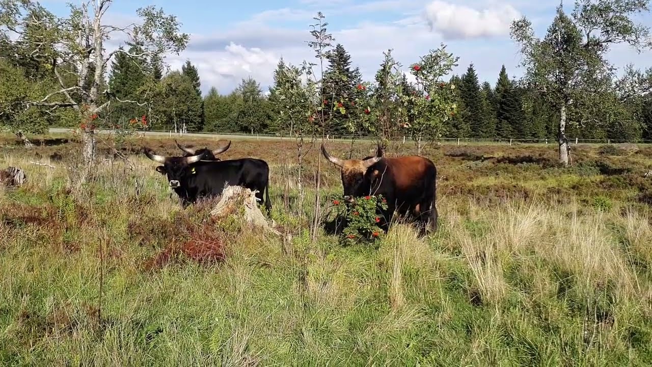 Watch a Giant Aurochs Bull Devour a Tree in the Black Forest National Park!