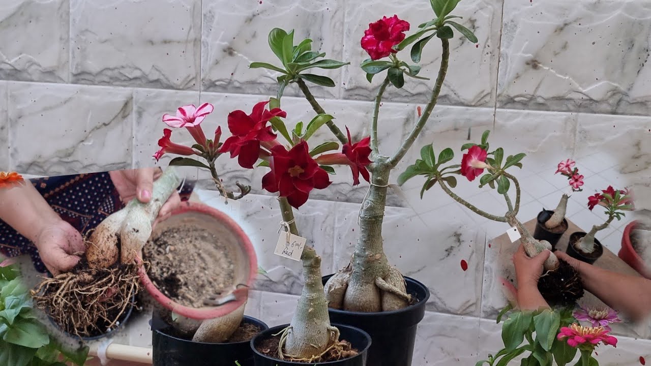 Repotting My New Adeniums || How to Repot New Adenium from Nursery|| Fun Gardening