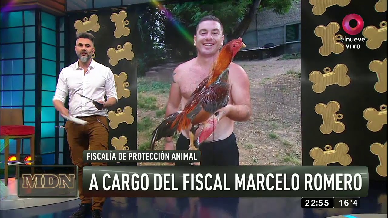 Pocas Pulgas: denuncia contra un gallero
