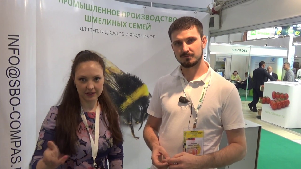 Опыление шмелями томатов и огурцов в тепличных комплексах