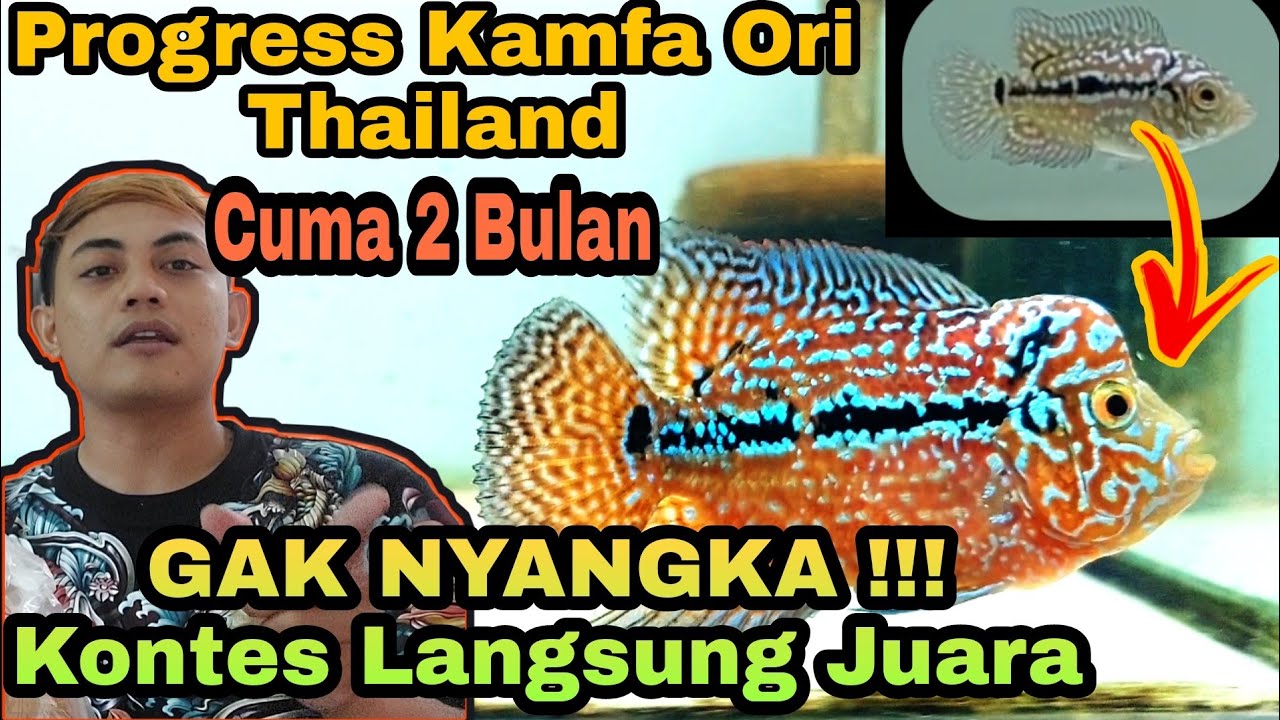 Progres Kamfa Ori Thailand || 2 Bulan Langsung Juara Kontes