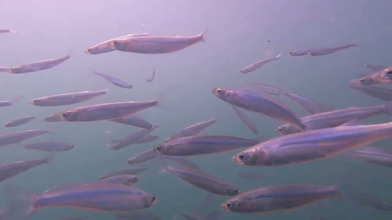 Redondo Beach Fishing Pier underwater view