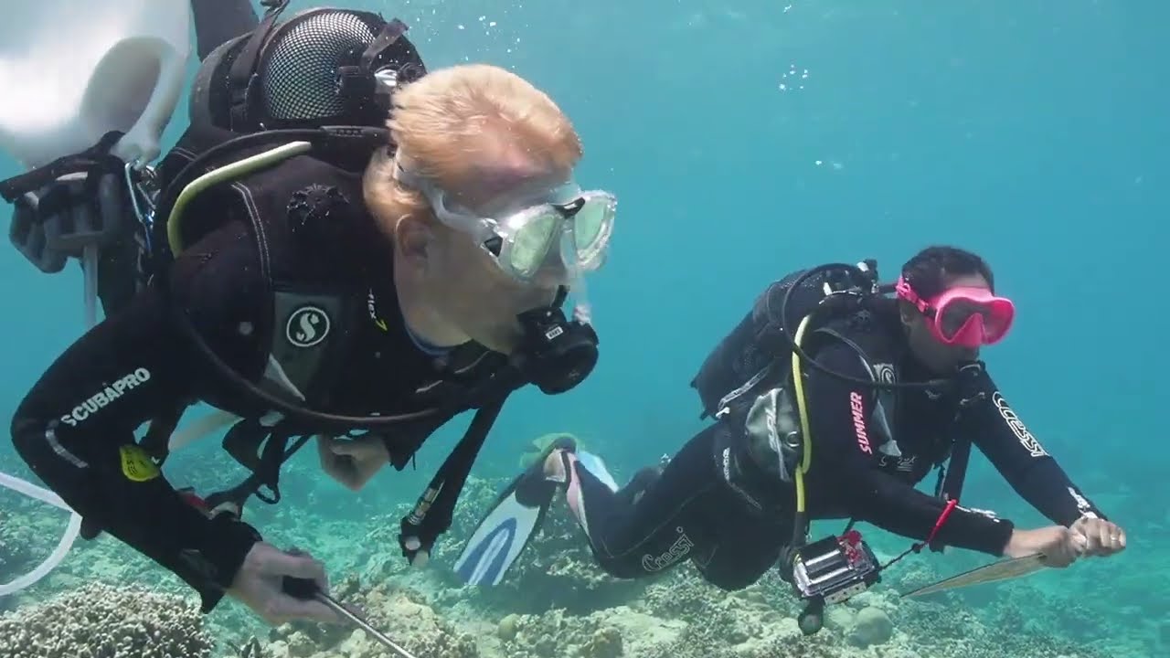 Discover the Crown of Thorns, feeding on corals and naturally occurring around Mauritius.