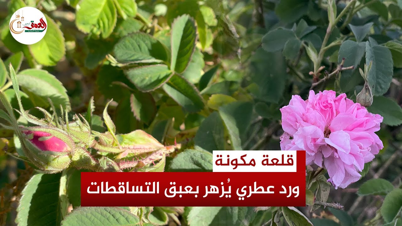 الأمطار الموسمية تنعش الورد العطري في قلعة مكونة وتبعث الأمل في موسم واعد