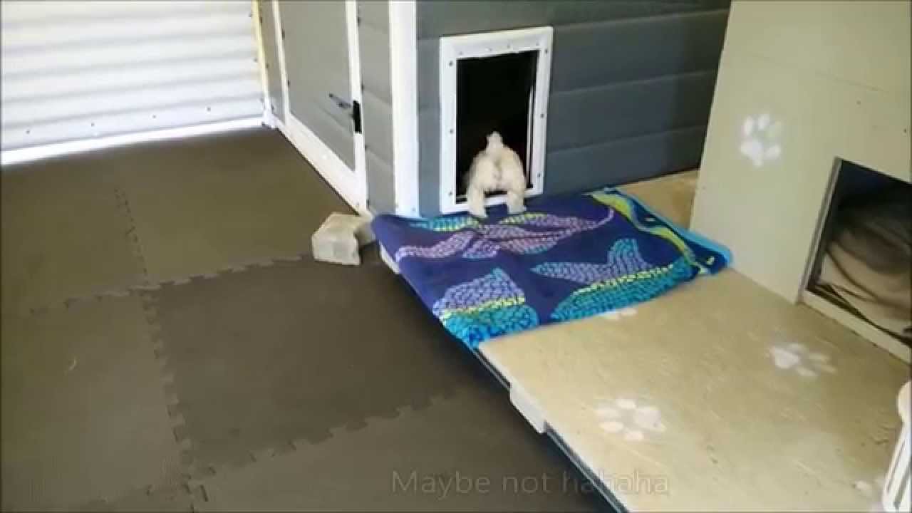 No Kidding - Maltipoo Villa - Puppies Life at 6 Wks Old!!!