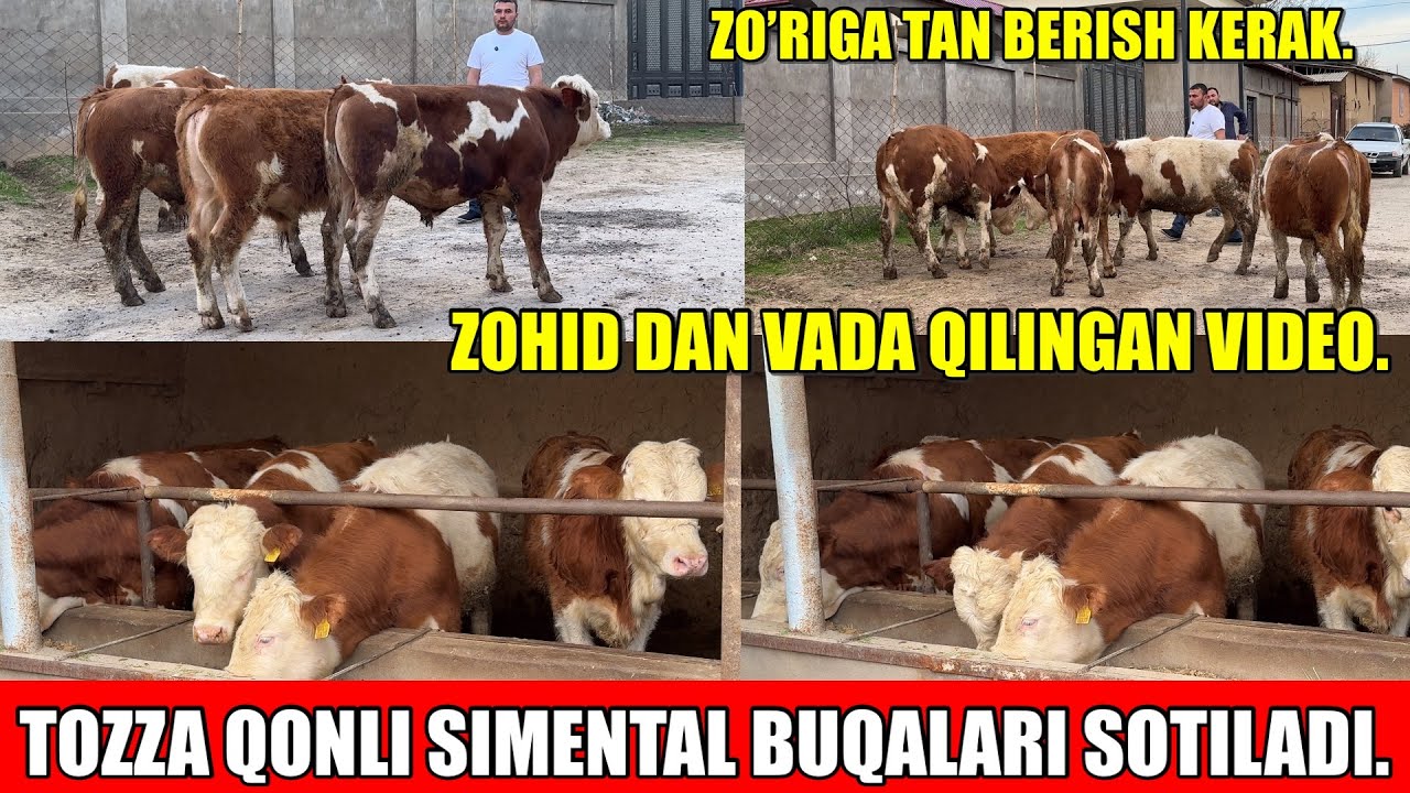 TOZZA QONLI SIMENTAL BUQALARI SOTILADI.