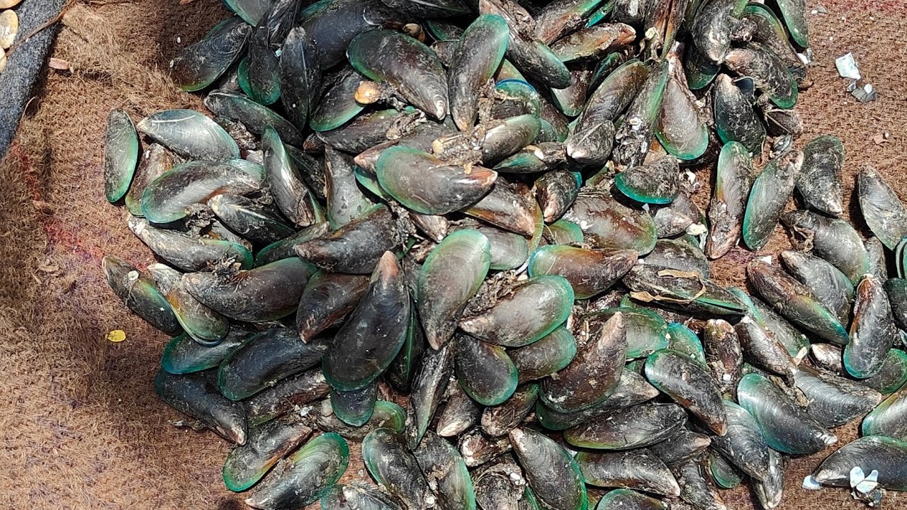 Goa sabji mandi.local Goa market.vasco da Gama.