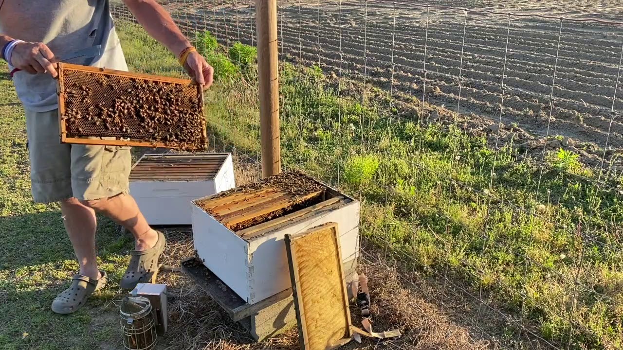 Мой улей заполонили... Что теперь?