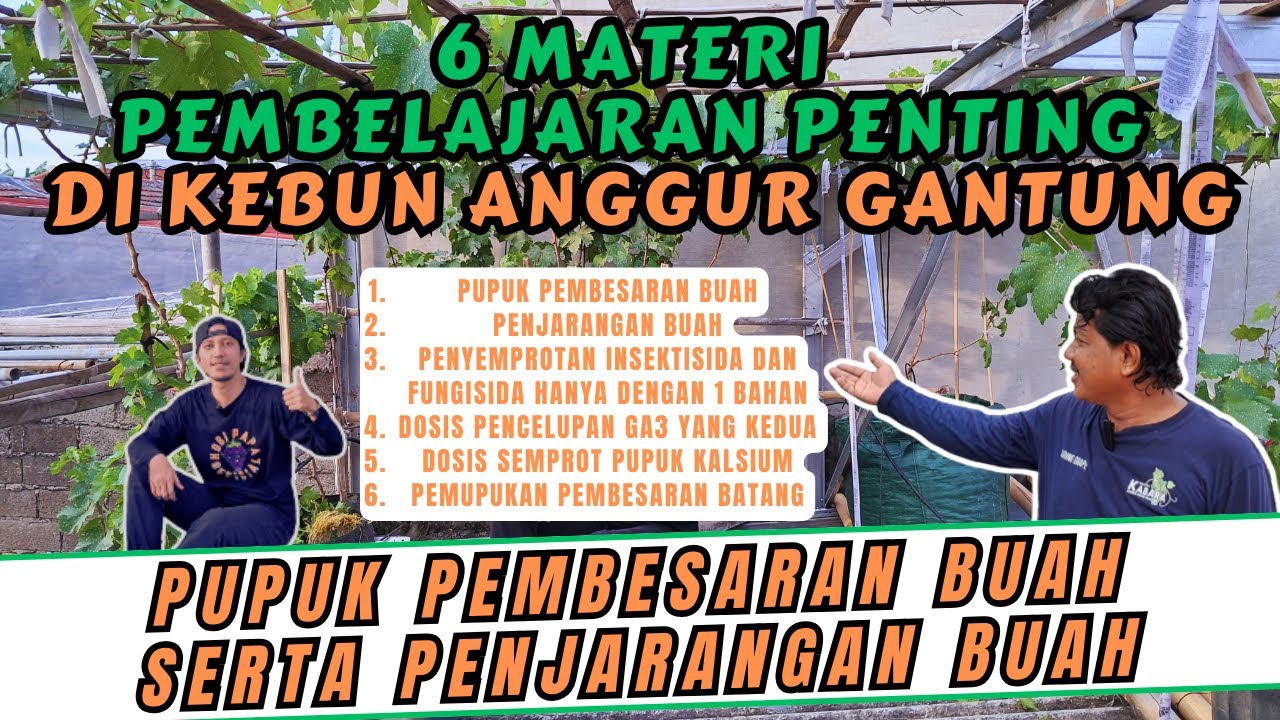 TERUNGKAP‼️ RESEP PUPUK PENGISIAN DAN PEMBESARAN BUAH ANGGUR SERTA CARA PENJARANGAN BUAH ANGGUR