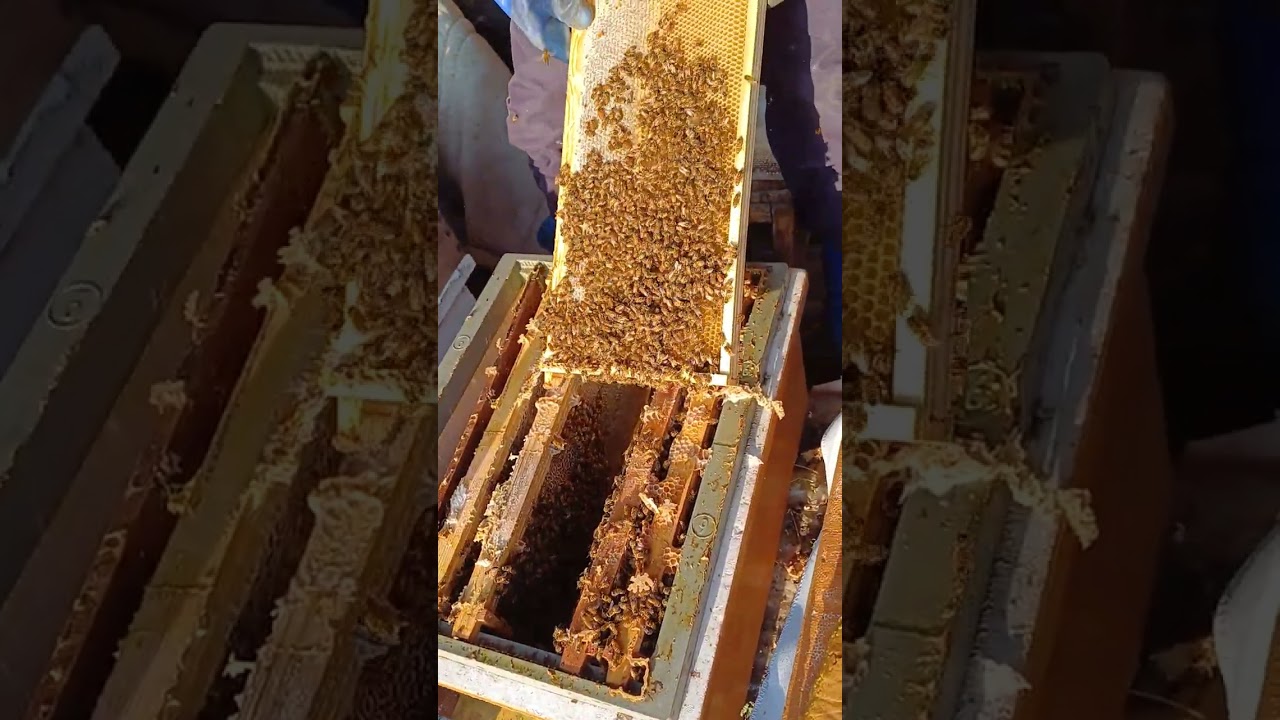 봄 벌 깨울때 주의할 점들입니다.