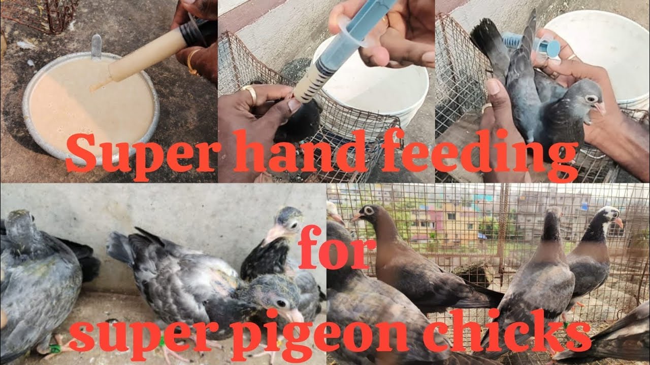 Super hand feeding for super pigeon chicks @SomnathHalder-tq8mo#somnathhaldar