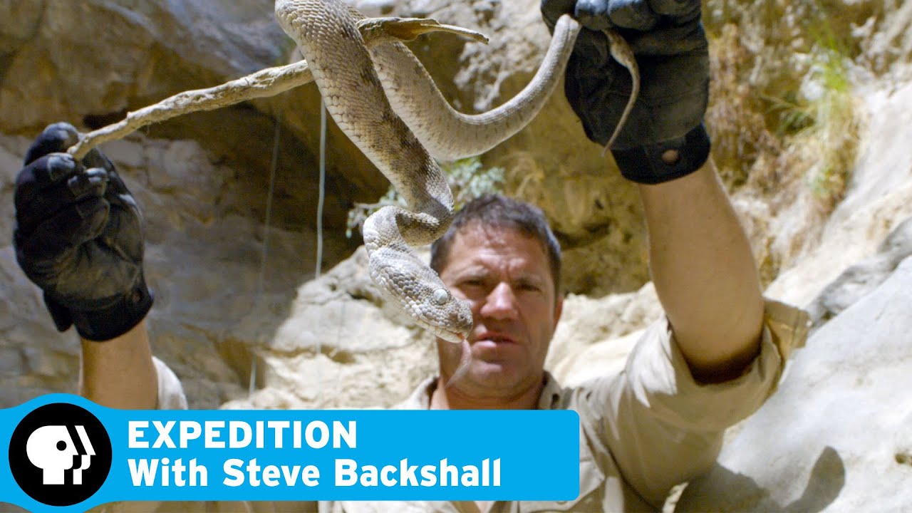 Finding a Carpet Viper | Ep 1: Oman - Desert Canyon | Expedition with Steve Backshall | PBS