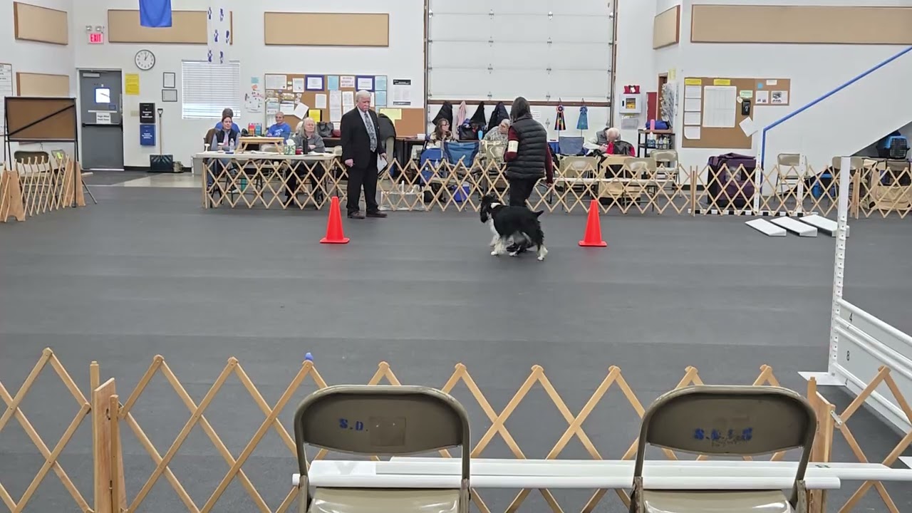 Maggie Open Obedience on 2-15-26